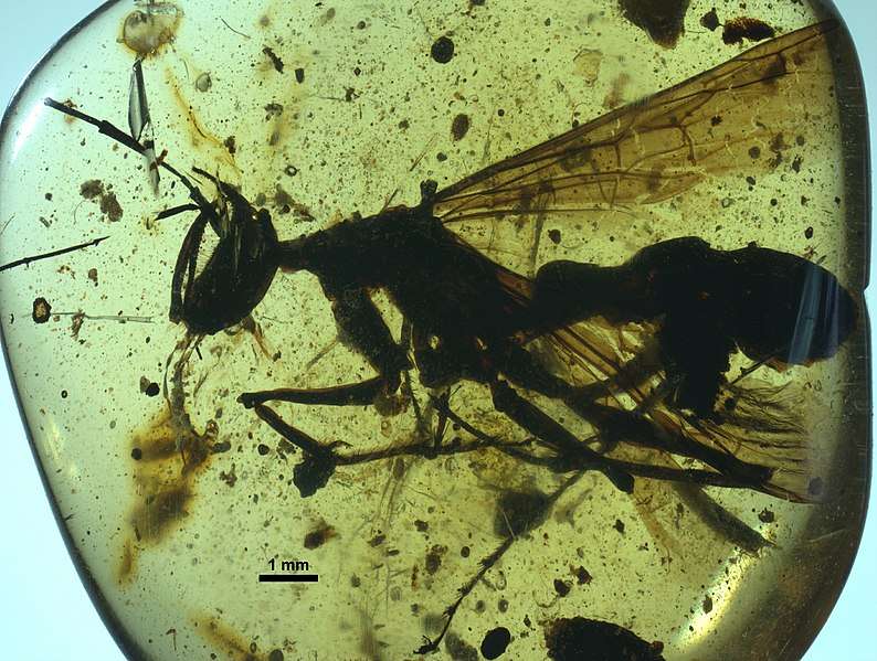 Haidomyrmecinae