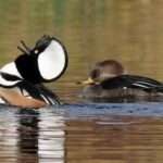 Hooded-Merganser Duck