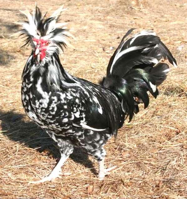Houdan Chicken