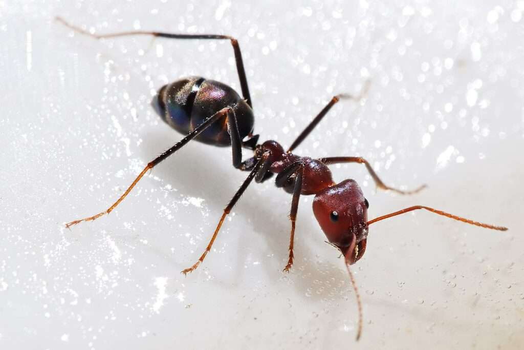 Iridomyrmex-ant