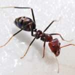 Iridomyrmex-ant