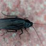 Japanese Cockroach
