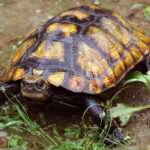 Japanese Pond Turtle