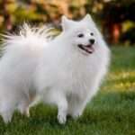 Japanese-spitz dog