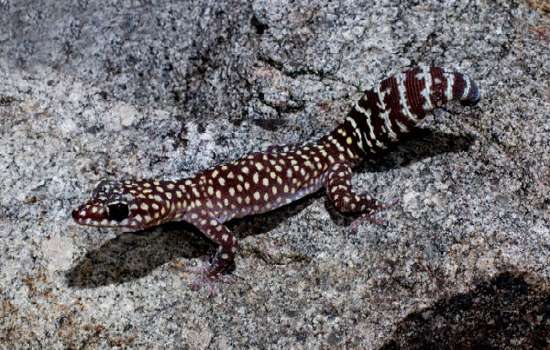 Jeweled Velvet Gecko