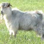 Jining Grey Goat
