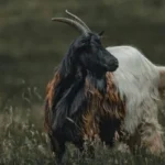 Kaghani-Goat