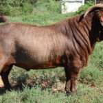 Kalahari Red Goats