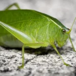 Katydids bug