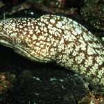 Kidako Moray Eel
