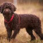 Lagotto Romagnolo dog