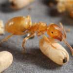 Lasius