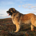 Leonberger