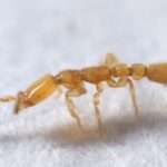 Leptanilla-ant
