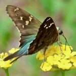 Long-tailed Skipper