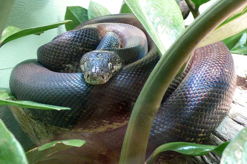 Maclot’s Python
