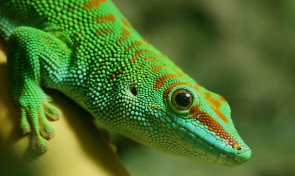 Madagascar-Day Gecko