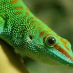 Madagascar-Day Gecko