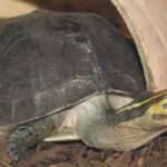 Malaysian-Box-Turtle