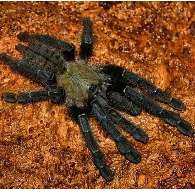 Malaysian-Earth Tiger Tarantula
