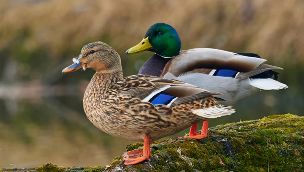 Mallard-ducks