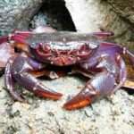 Matano Crab