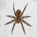 Mediterranean Spiny False Wolf Spider