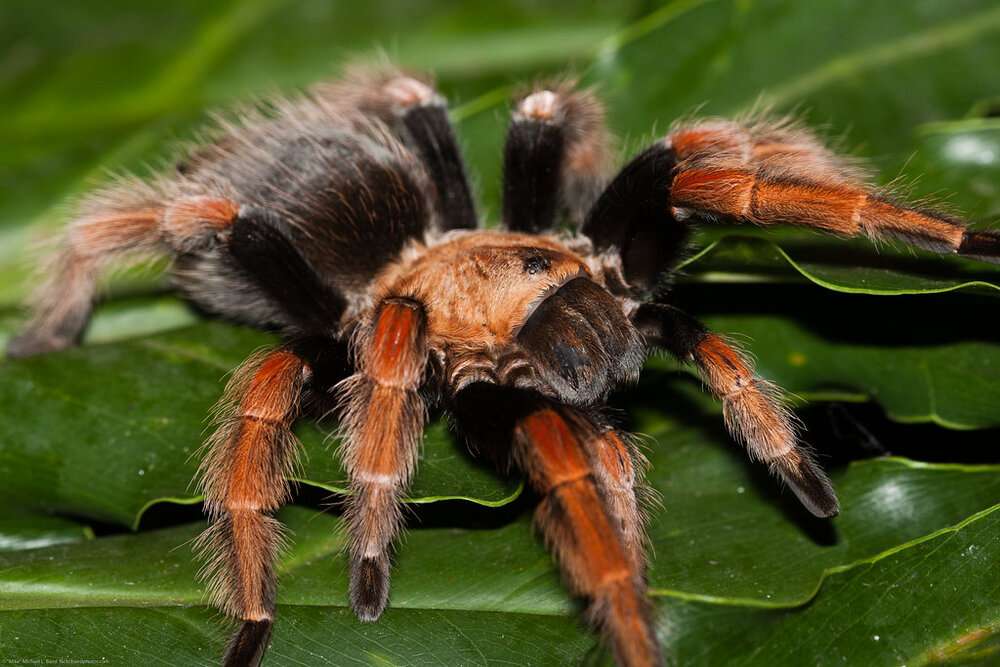 Mexican fireleg tarantula