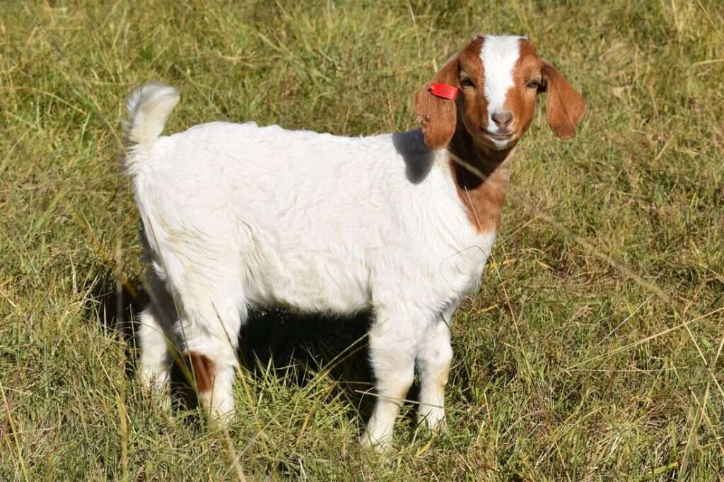 Miniature Boer goat