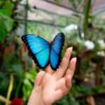 Morpho butterfly