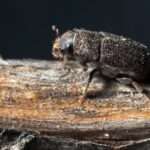 Mountain Pine Beetle