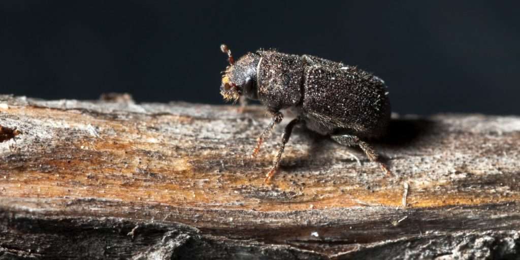 Mountain Pine Beetle