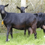Murcia-Granada Goats