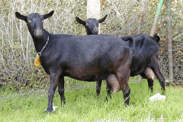 Murcia-Granada Goats