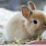 Netherland-dwarf-rabbit