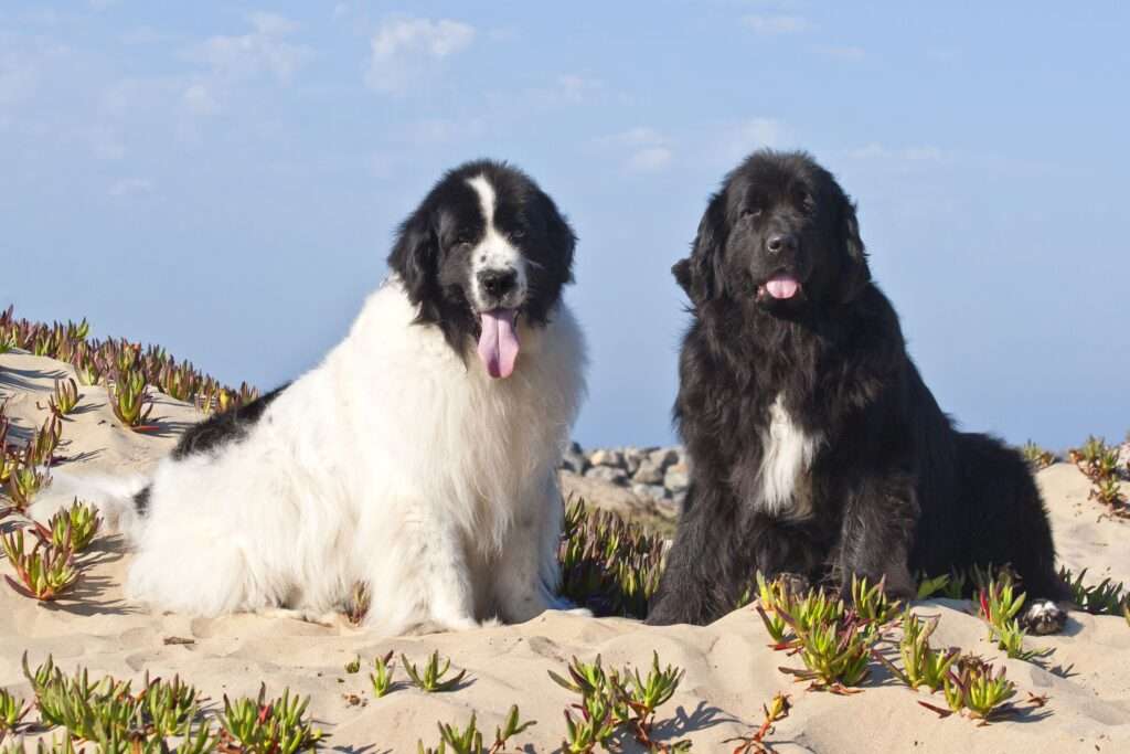 Newfoundland Dogs