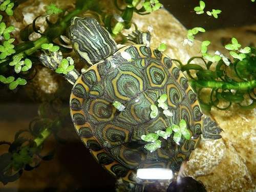 Nicaraguan slider-turtle