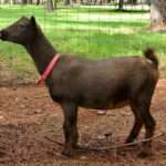 Nigerian Dwarf Goats