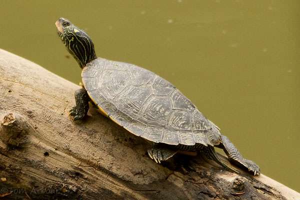 Northern Map-Turtle