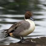 Northern-Pintail Duck