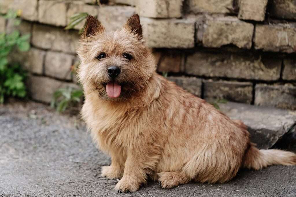 Norwich terrier dog