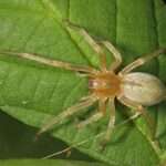 Nothern yellow sac spider