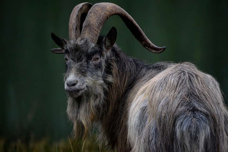 Old-Irish Goats
