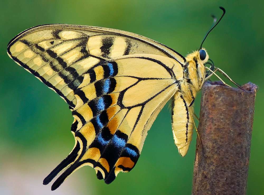 Old World Swallowtail butterfly