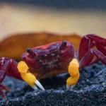 Orange Arm Borneo Crab