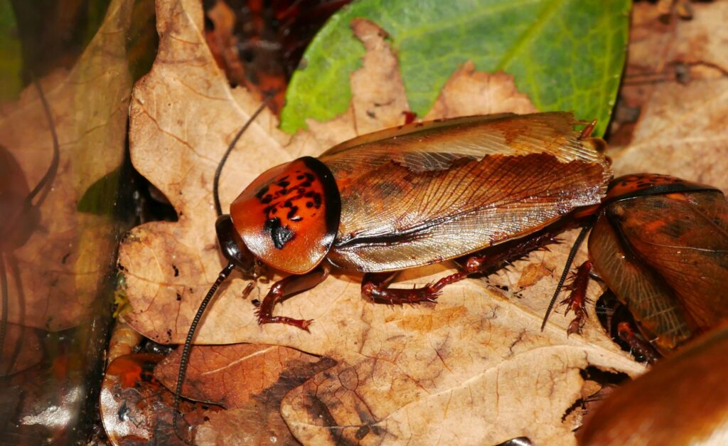 Orange-Headed Cockroach