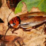 Orange-Headed Cockroach