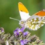 Orange-tip butterfly