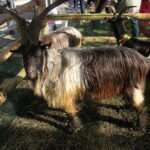 Orobica-Goat