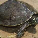 Ouachita Map-Turtle
